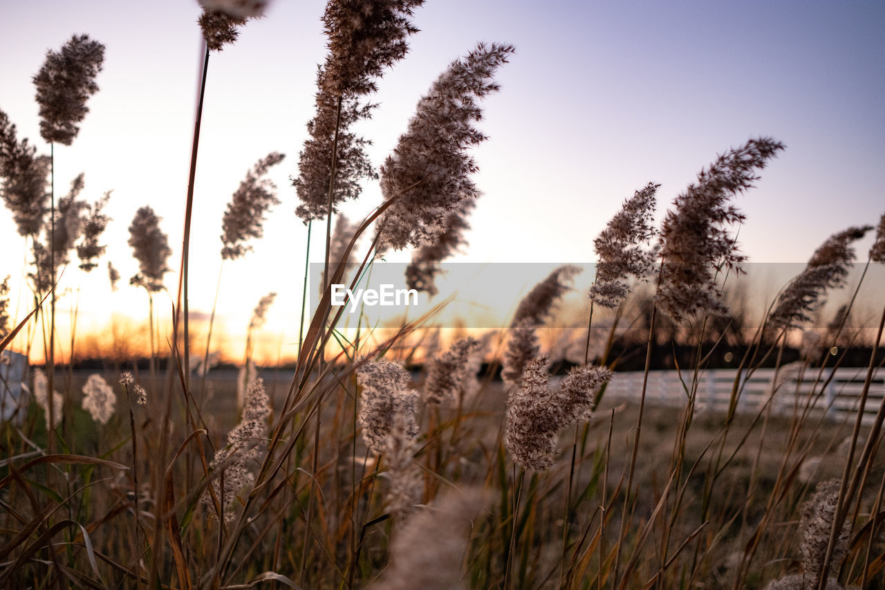 CLOSE-UP OF STALKS ON FIELD AGAINST CLEAR SKY