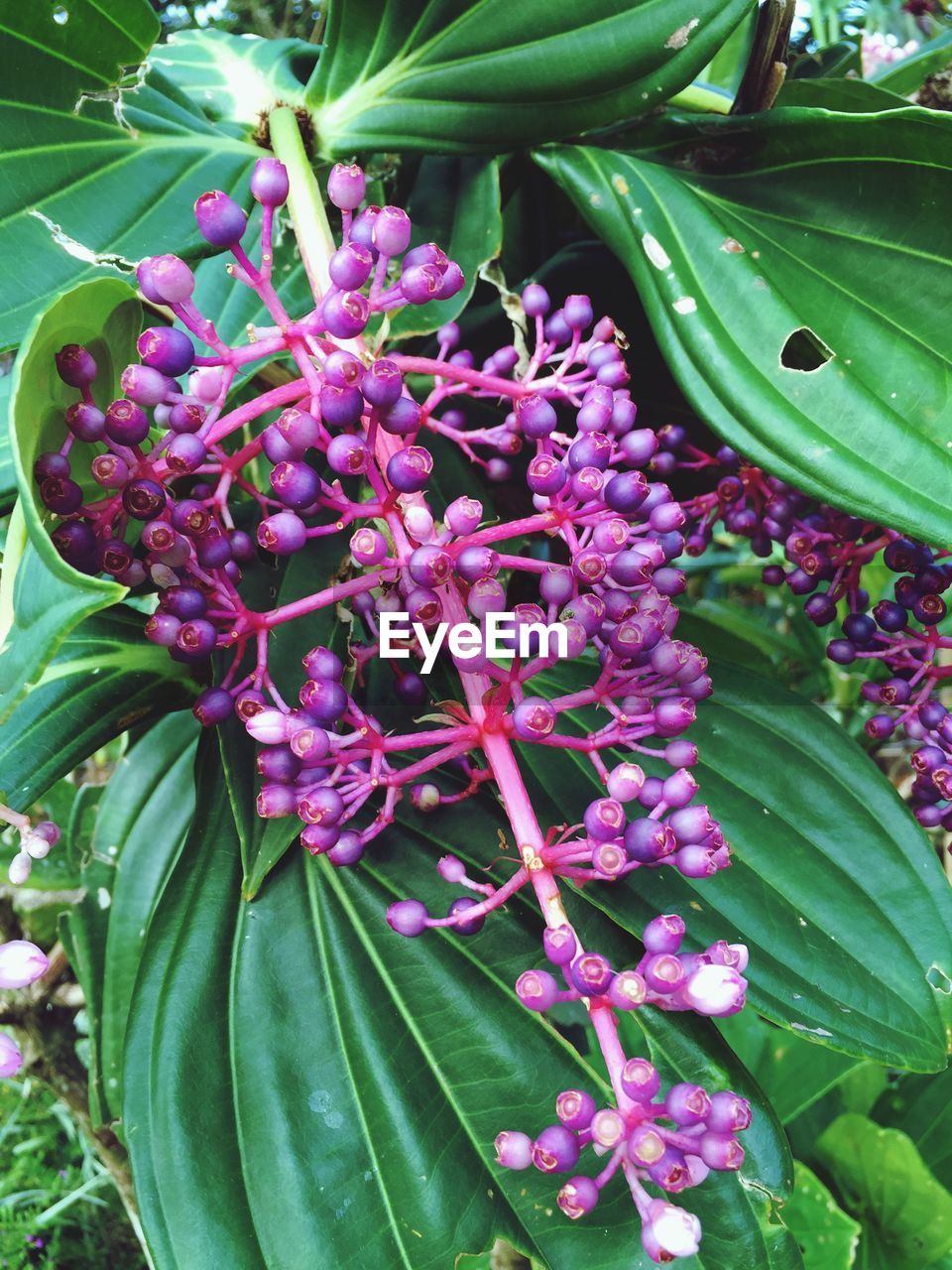 CLOSE-UP OF PINK FLOWERS