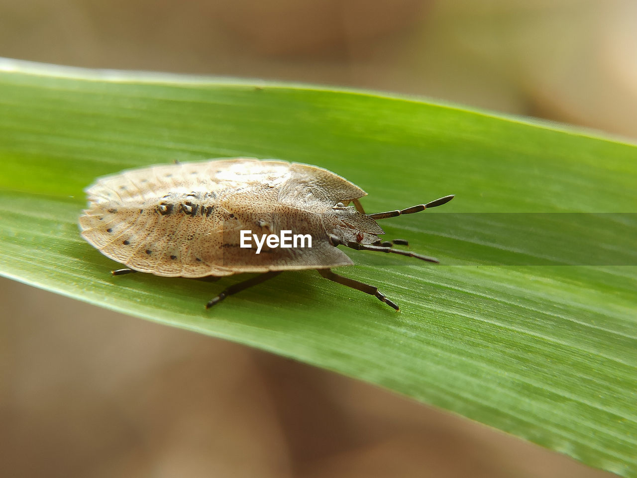 CLOSE-UP OF SNAIL ON PLANT