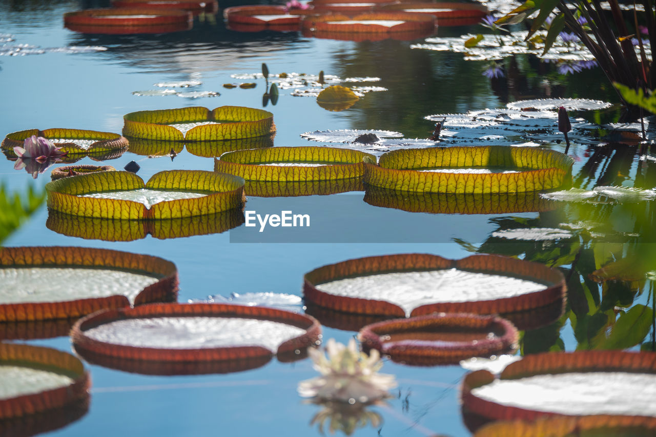 Lilly pads floasting in summer sun