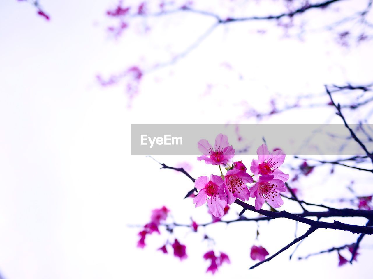 Low angle view of pink flowers on branch