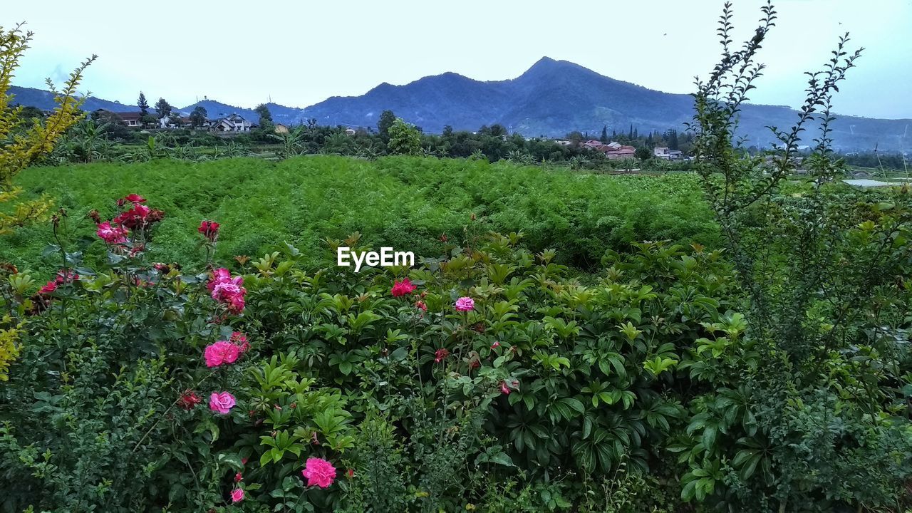 SCENIC VIEW OF PINK FLOWERING PLANTS ON FIELD