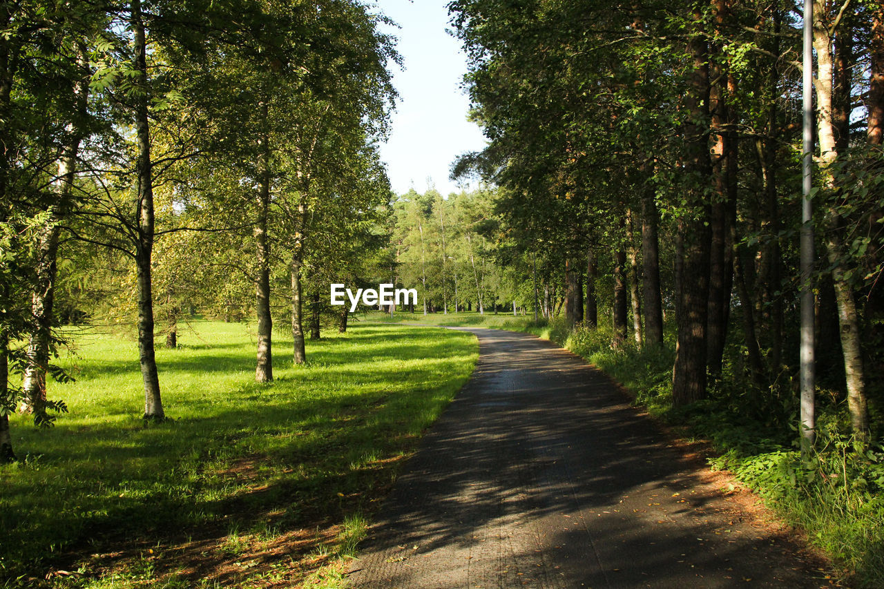 Footpath amidst trees