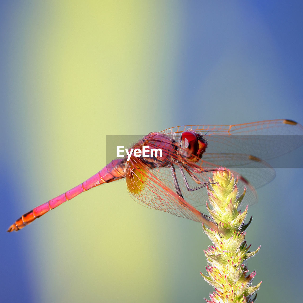 Close-up of dragonfly on plant