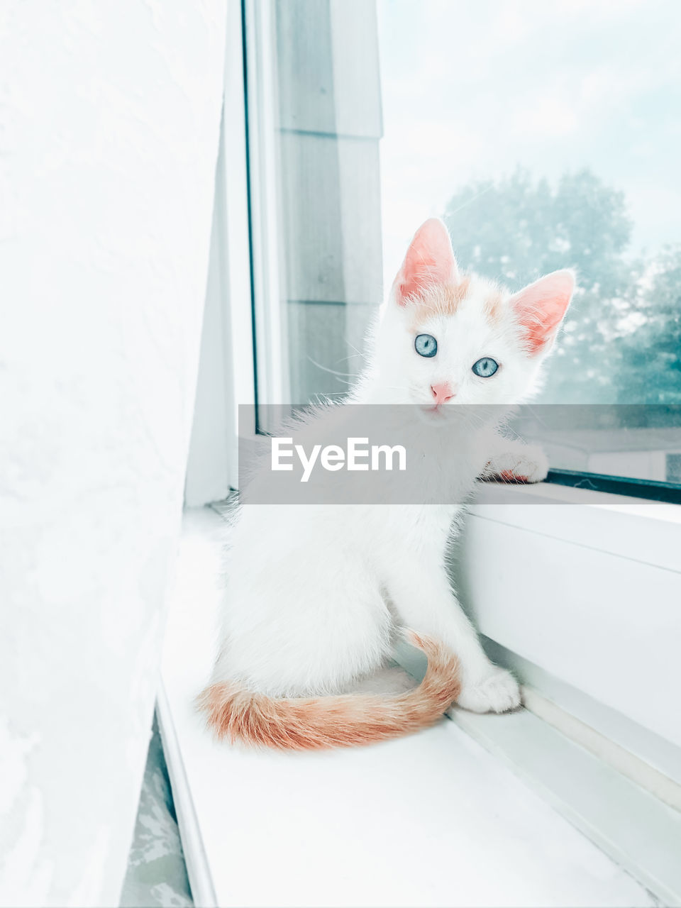 Portrait of a cat looking through window