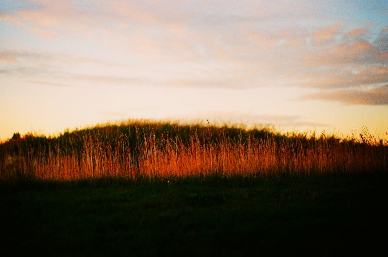 sky, plant, sunset, beauty in nature, nature, tranquility, landscape, tranquil scene, dawn, horizon, scenics - nature, field, land, environment, no people, grass, cloud, growth, evening, sunlight, non-urban scene, idyllic, rural scene, orange color, agriculture, prairie, tree, silhouette, outdoors, crop, grassland, reflection