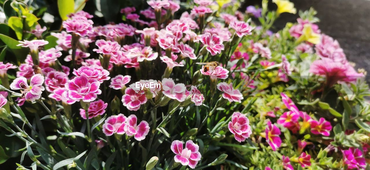 Close-up of pink flowering plants in garden