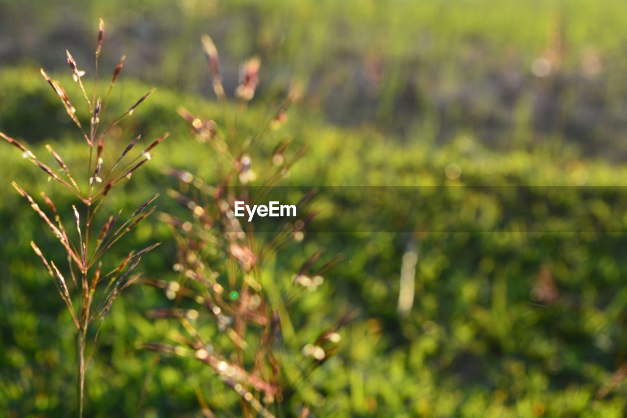 CLOSE-UP OF FRESH GREEN LEAVES IN FIELD