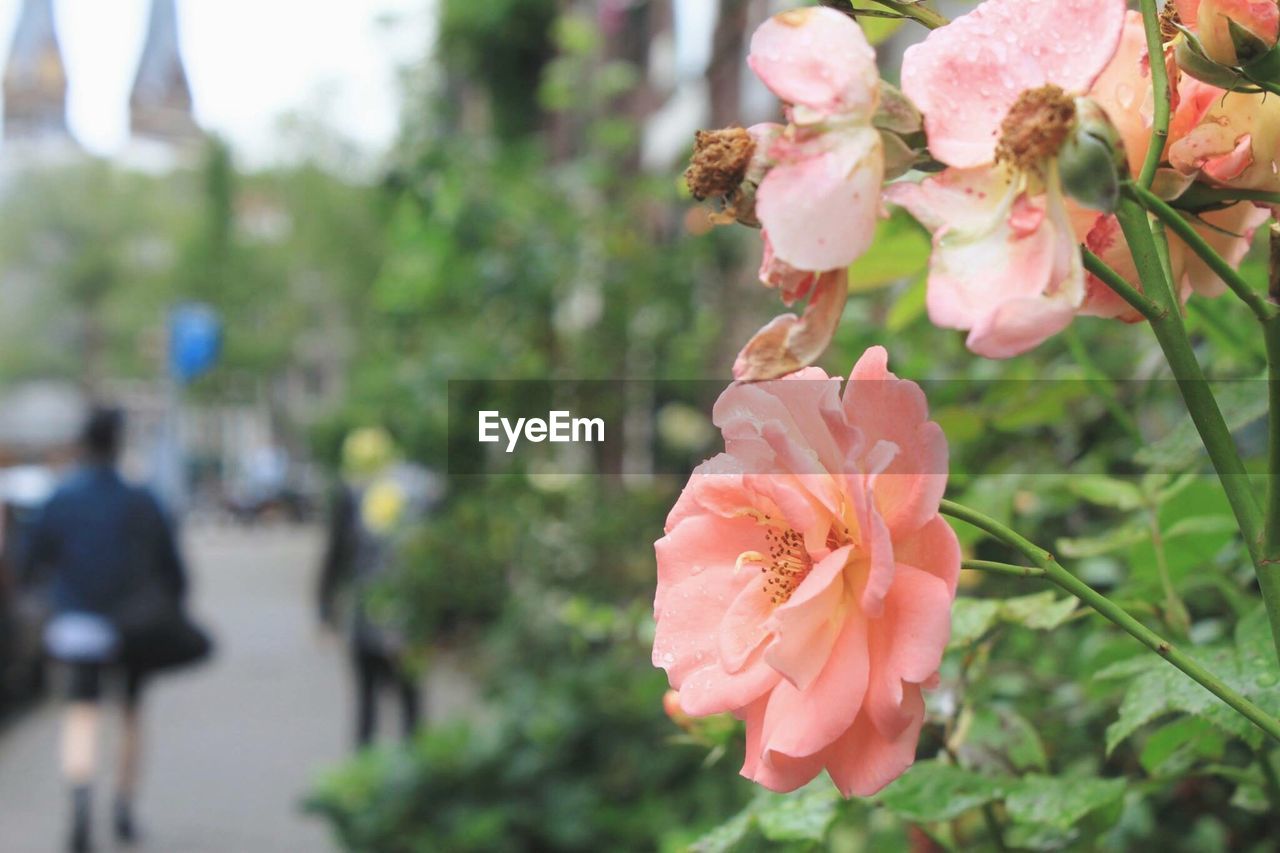 CLOSE-UP OF PINK FLOWER BLOOMING OUTDOORS