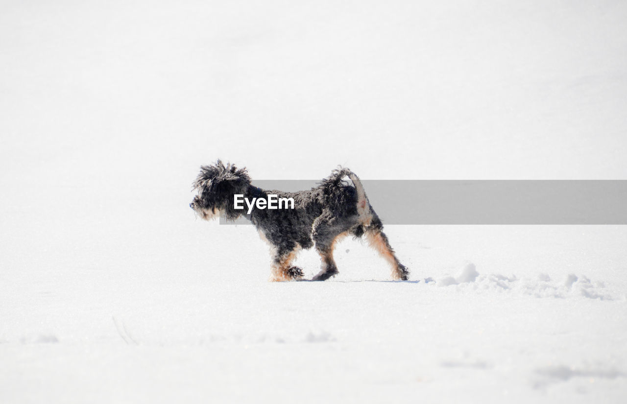 Dog on snow covered land