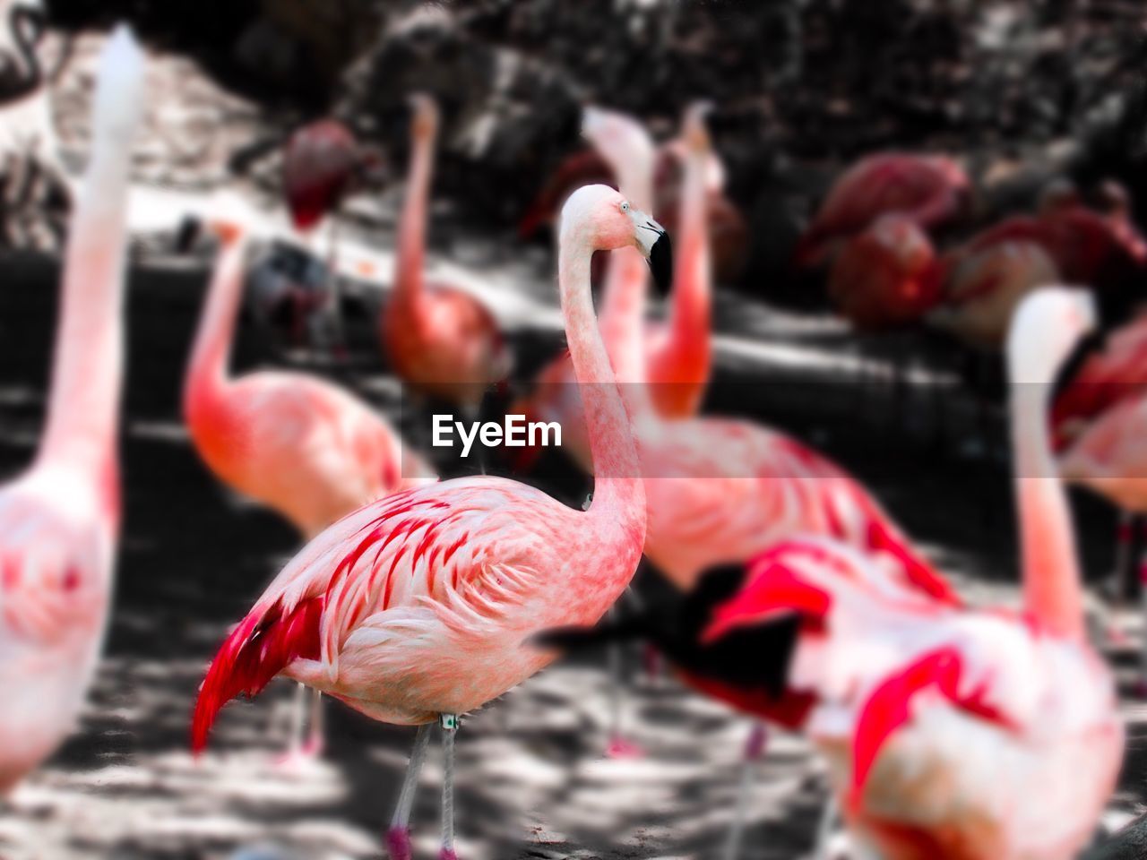 CLOSE-UP OF FLAMINGO IN WATER