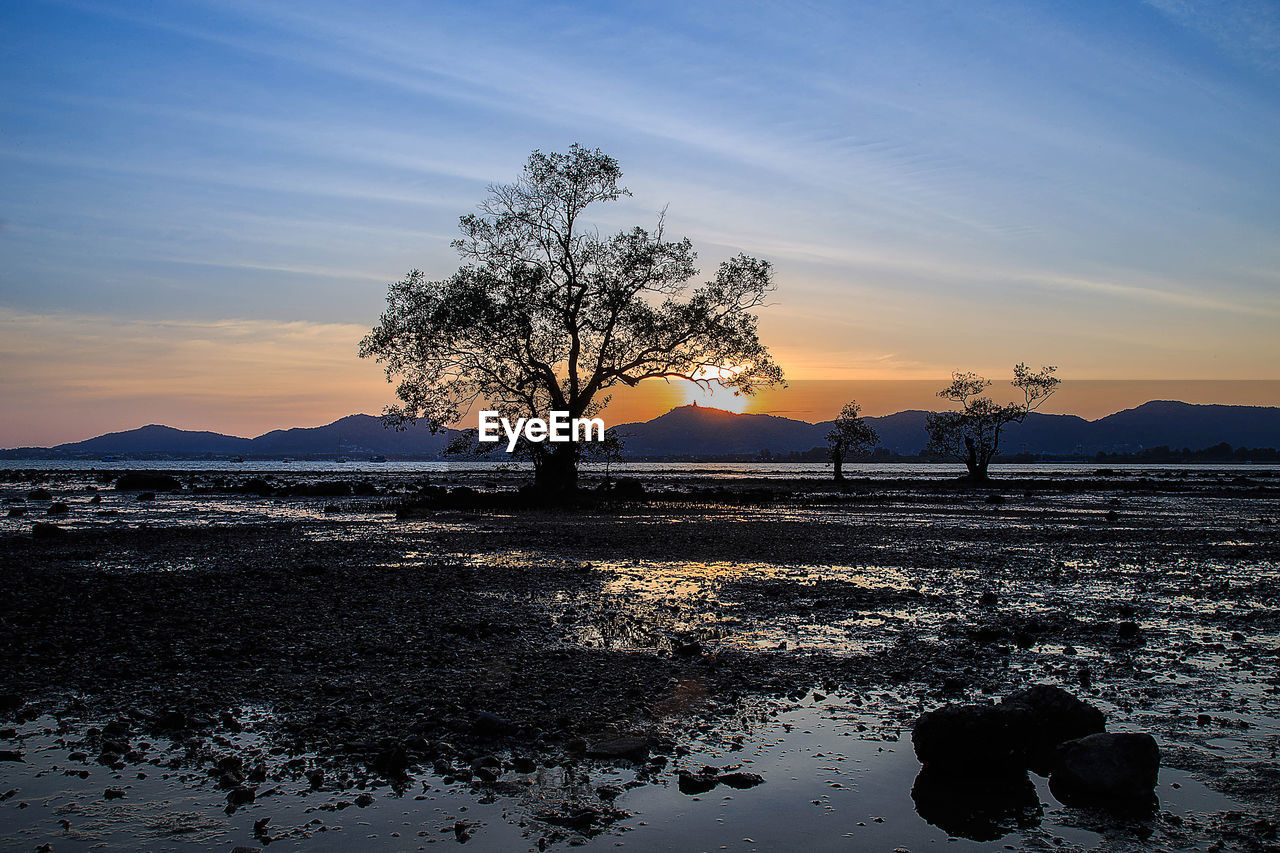 SILHOUETTE TREES ON SHORE AGAINST SKY DURING SUNSET