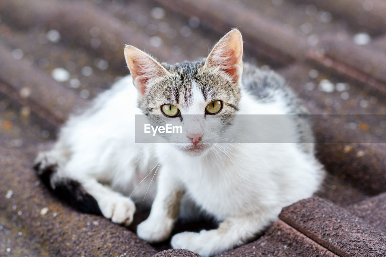 CLOSE-UP PORTRAIT OF CAT RELAXING ON FLOOR