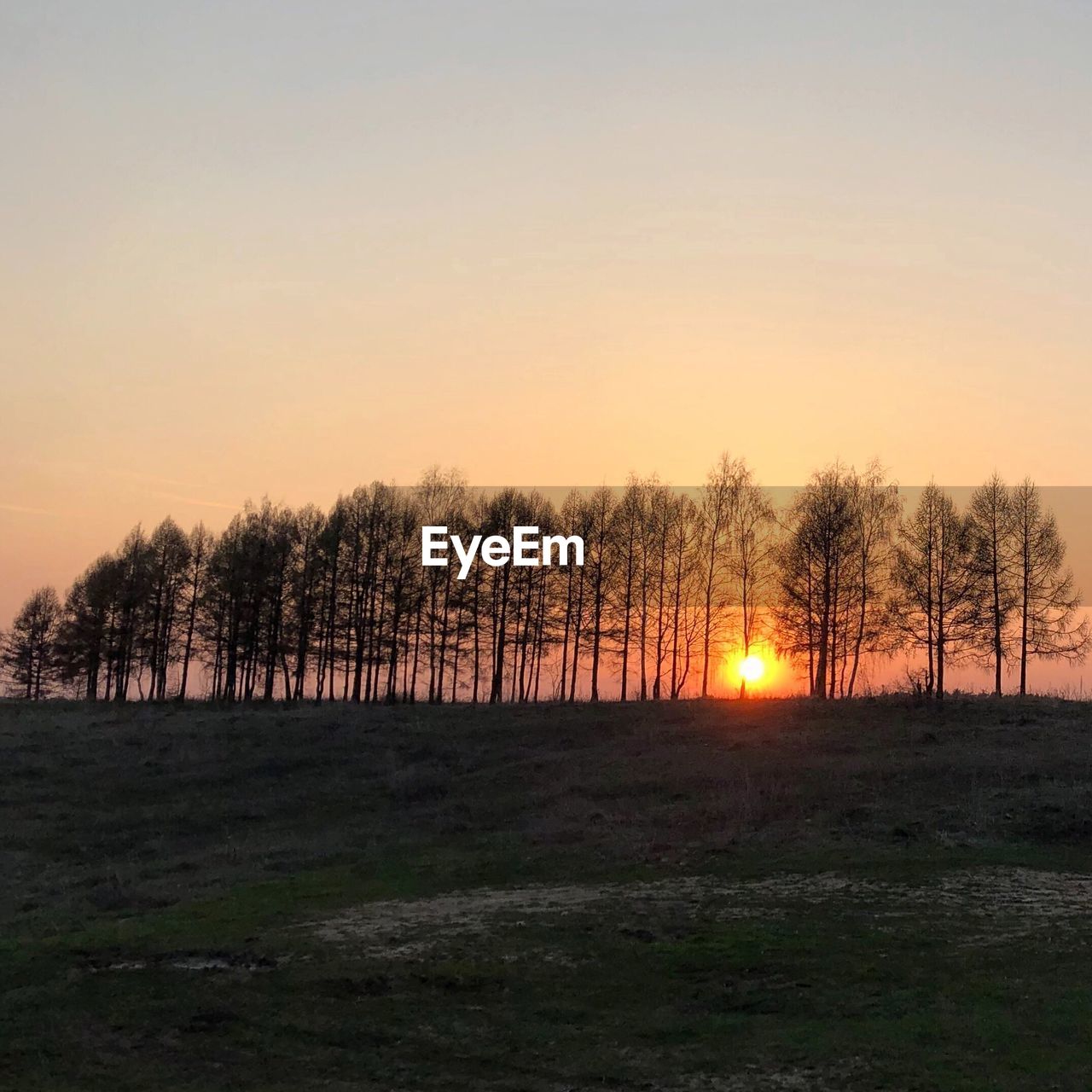 TREES GROWING ON FIELD AGAINST SKY DURING SUNSET