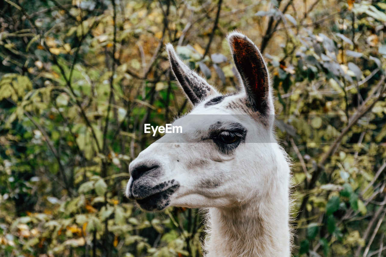 Portrait of an animal, llama, close-up.