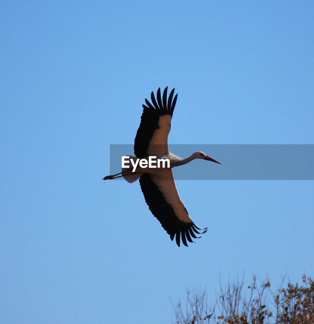 LOW ANGLE VIEW OF BIRDS FLYING AGAINST CLEAR BLUE SKY