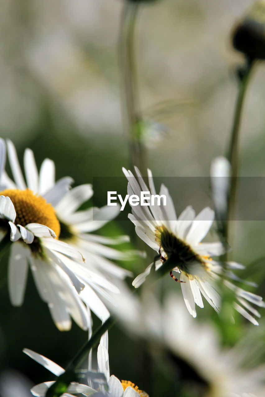 flower, flowering plant, plant, freshness, beauty in nature, close-up, nature, fragility, blossom, flower head, macro photography, white, daisy, petal, no people, growth, focus on foreground, selective focus, animal themes, animal, yellow, botany, wildflower, animal wildlife, springtime, outdoors, food, pollen, inflorescence, defocused, insect, summer, food and drink, environment, day