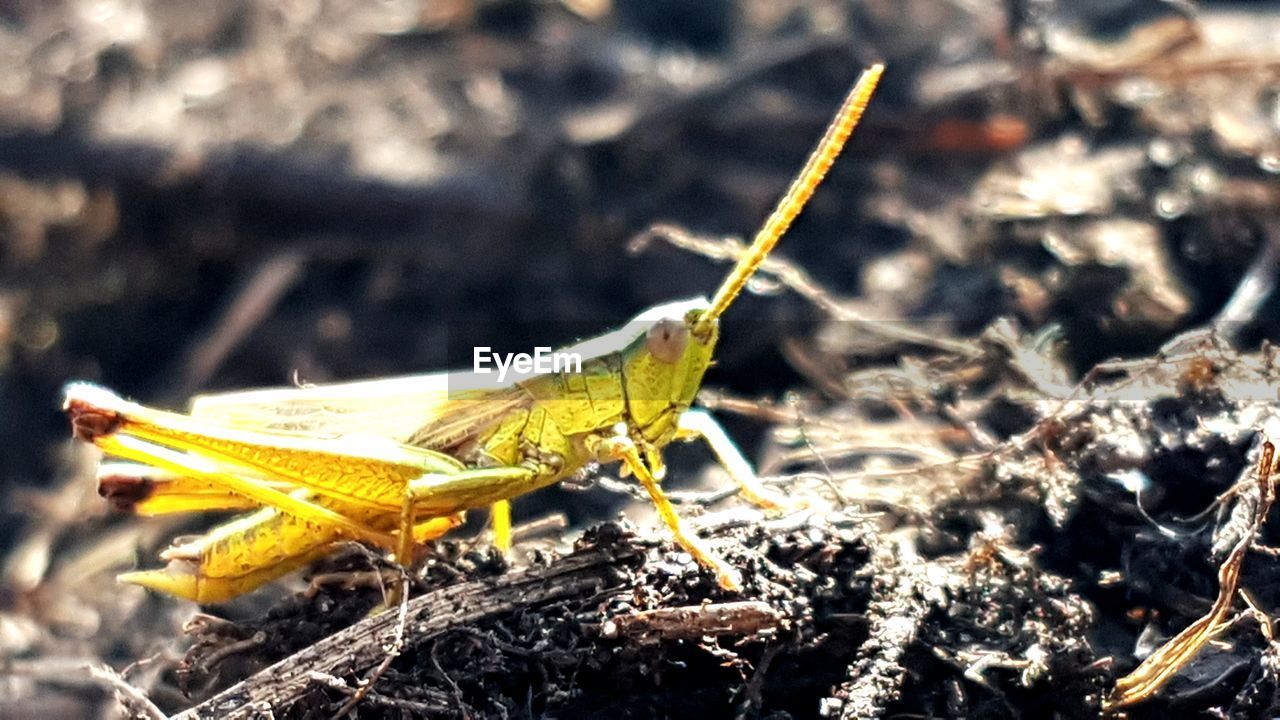 CLOSE-UP OF AN INSECT