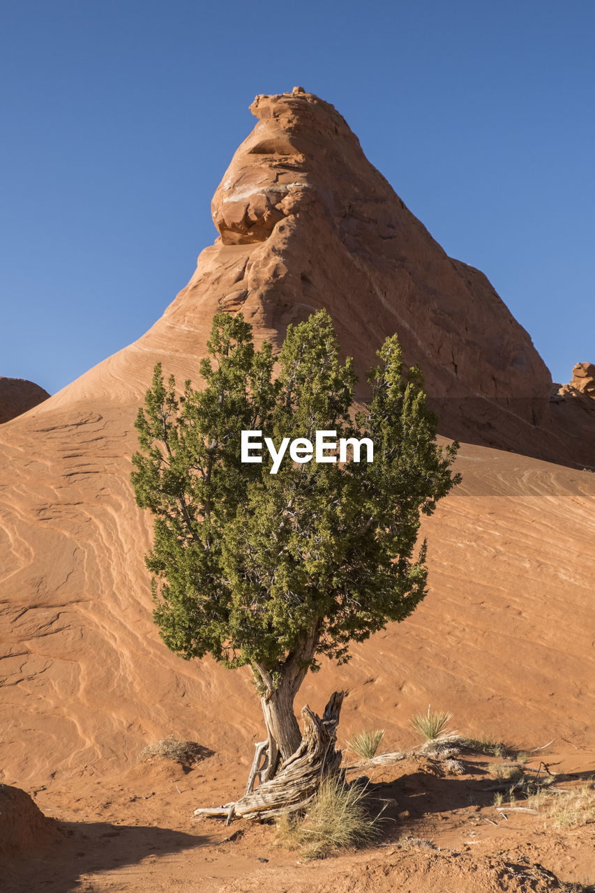 Juniper tree in rocky desert with clear sky