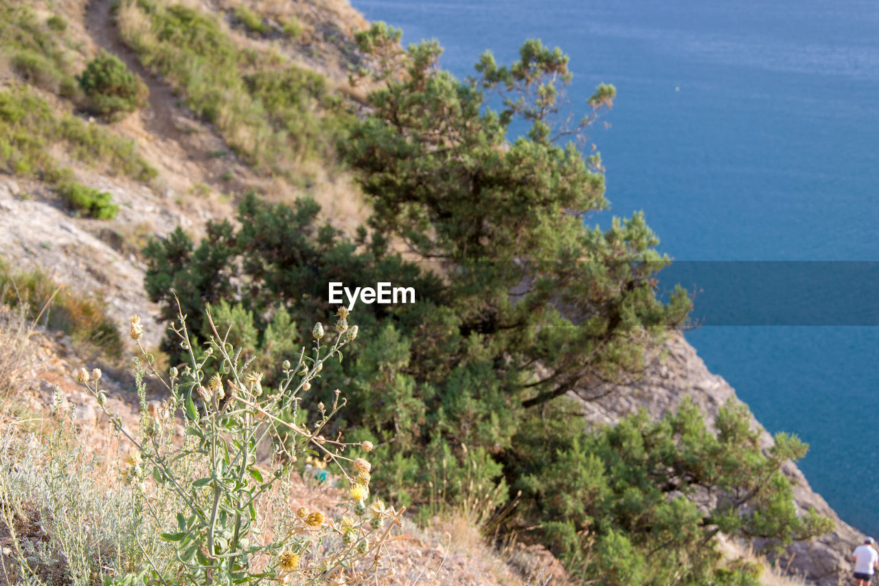 HIGH ANGLE VIEW OF TREES AND ROCKS BY SEA