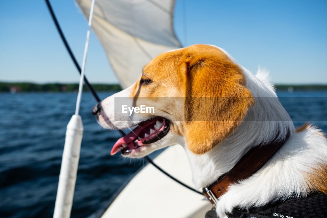 CLOSE-UP OF DOG LOOKING AWAY OUTDOORS