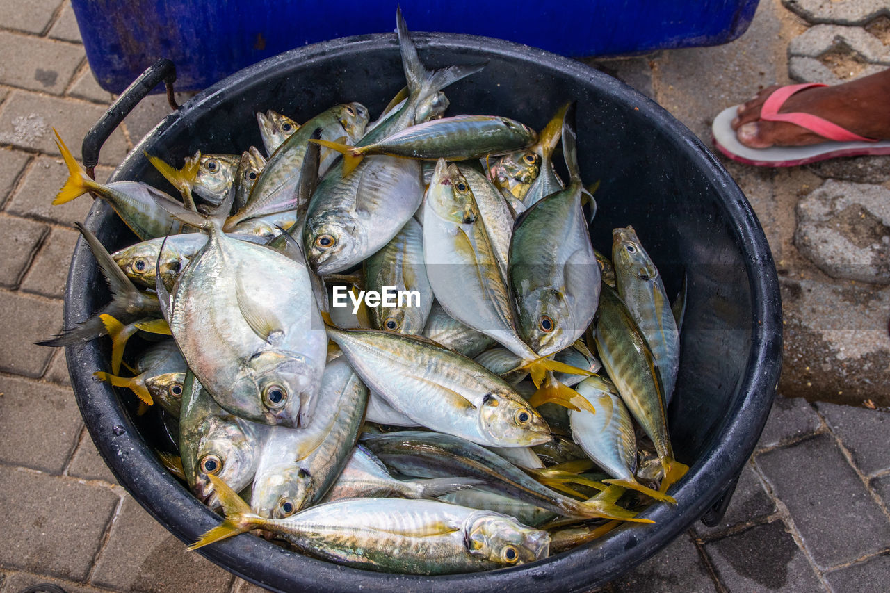 Sales of freshly caught fish directly