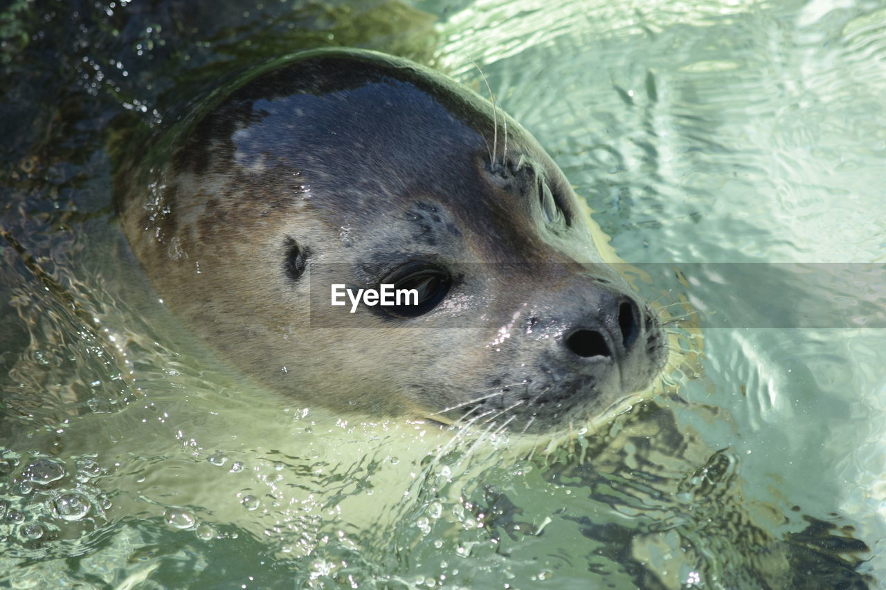 Close-up of a young seal in the water.