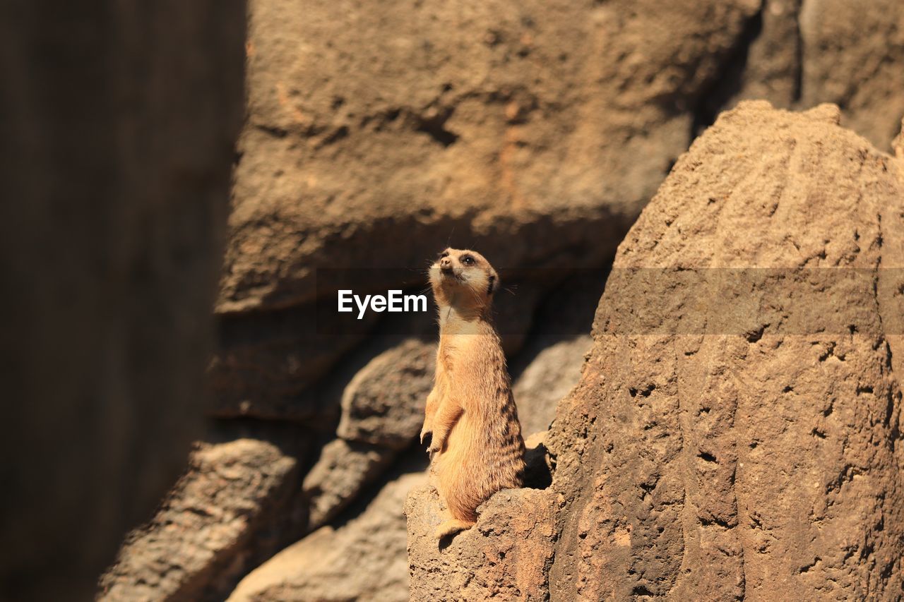 CLOSE-UP OF ANIMAL ON ROCK