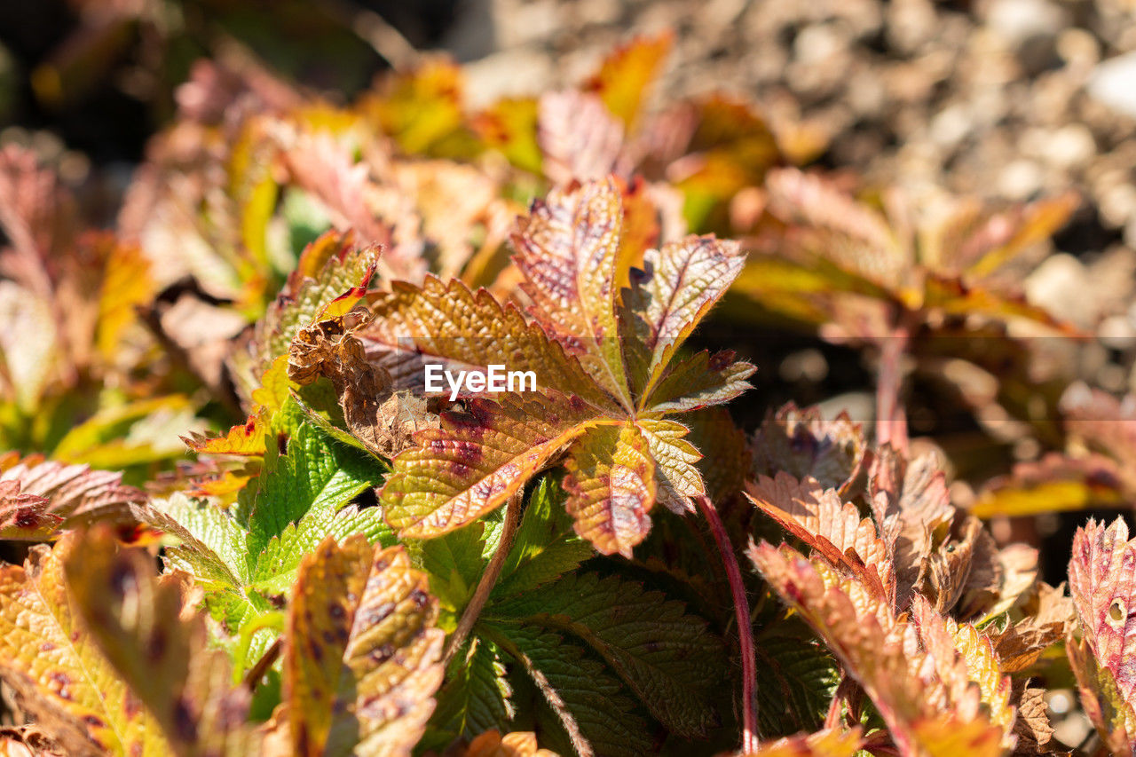 autumn, leaf, nature, flower, plant, plant part, tree, beauty in nature, macro photography, no people, animal wildlife, close-up, outdoors, sunlight, branch, day, animal, animal themes, land, blossom, multi colored, travel destinations, shrub, environment, travel, growth, wildflower, focus on foreground