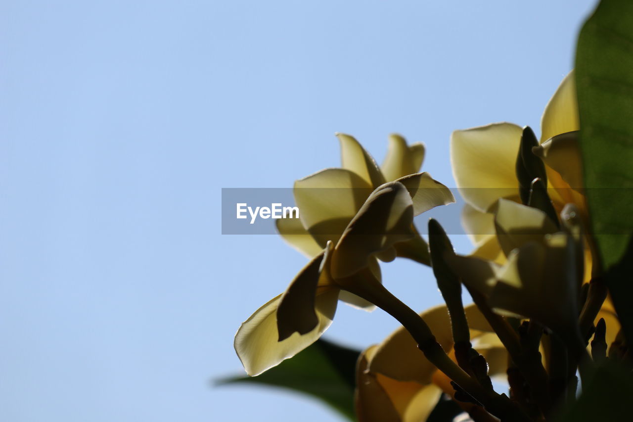 LOW ANGLE VIEW OF FLOWERING PLANTS AGAINST CLEAR BLUE SKY