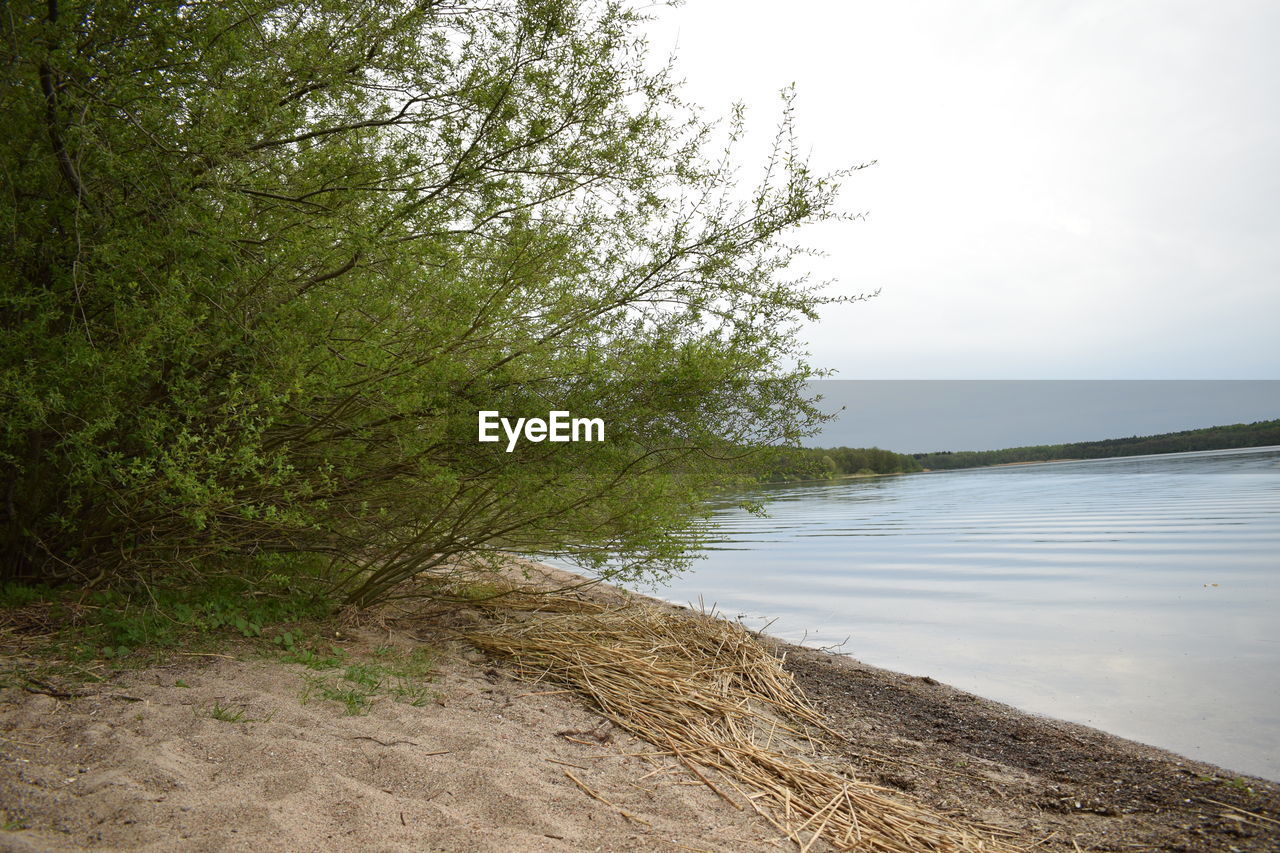 SCENIC VIEW OF FOREST AGAINST SKY