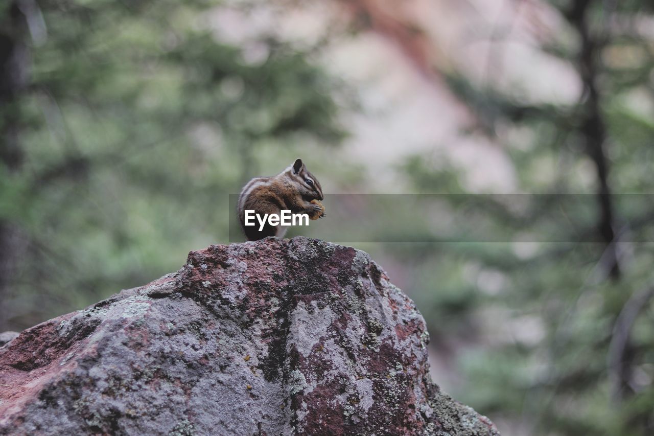 A small chipmunk enjoys a snack on top of a boulder