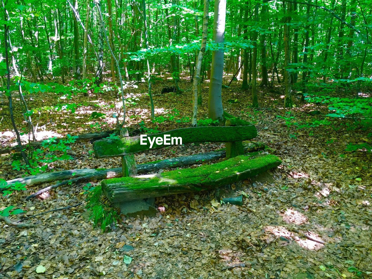 TREES GROWING IN FOREST