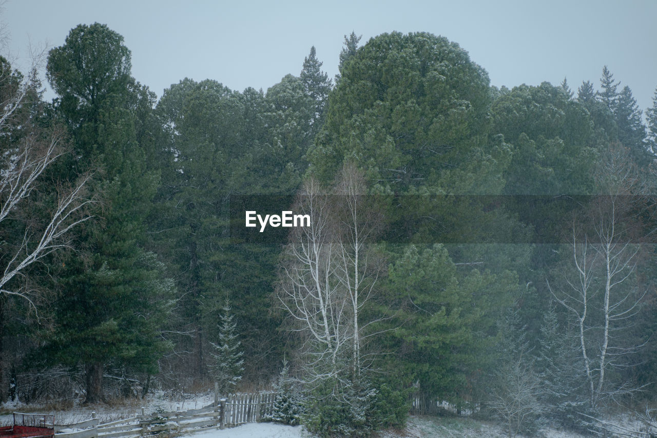 trees on snow covered landscape