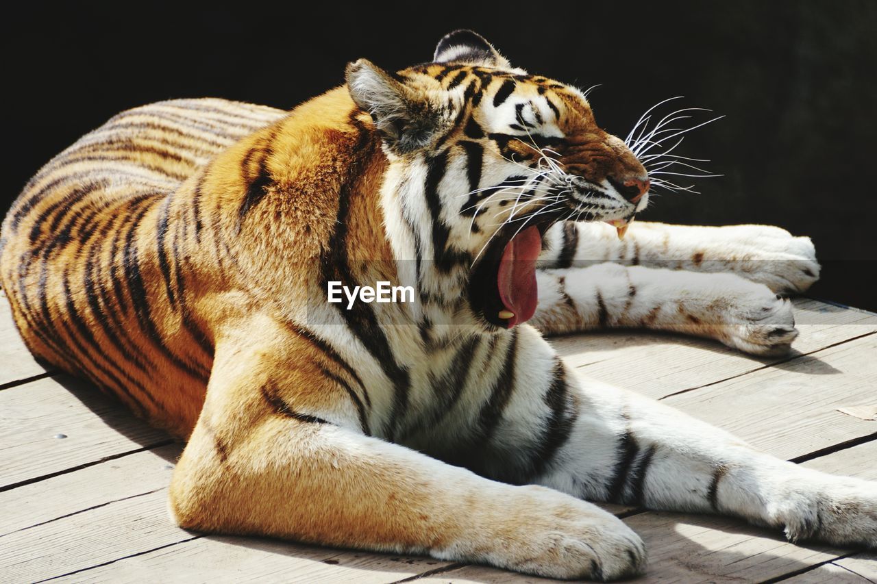 Close-up of tiger yawning