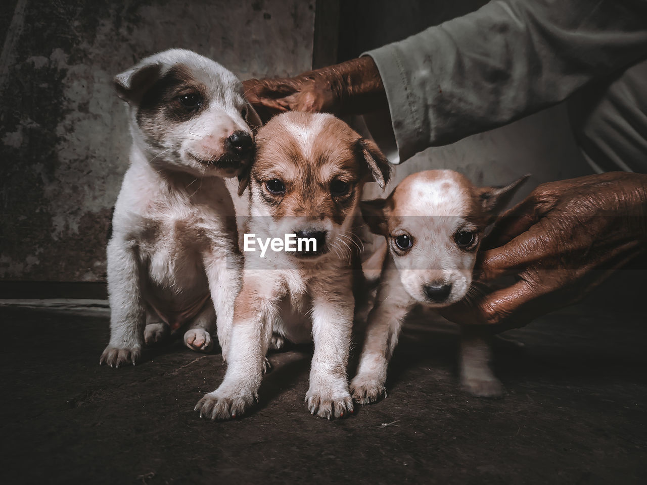 Portrait of puppy