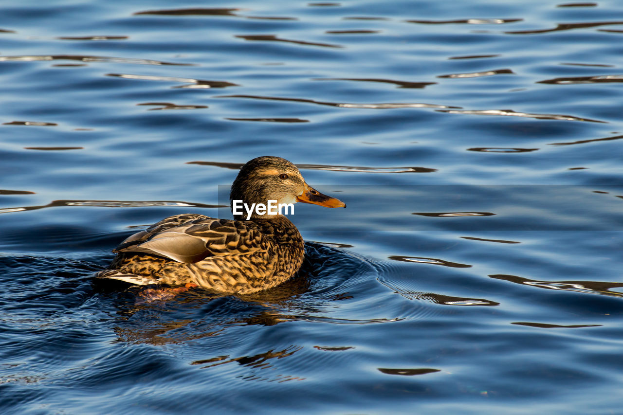 DUCKS SWIMMING IN LAKE