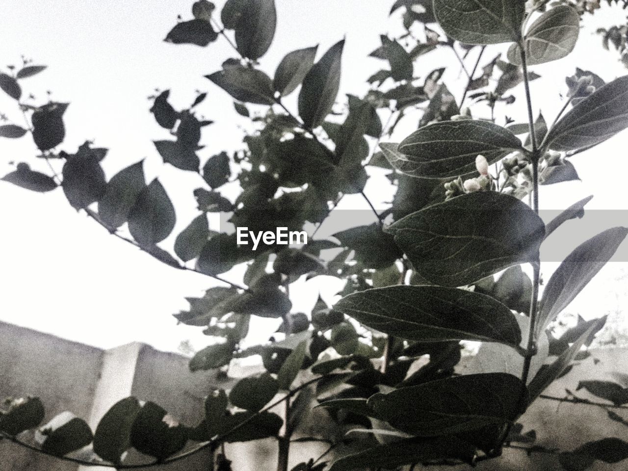 LOW ANGLE VIEW OF PLANT AGAINST SKY