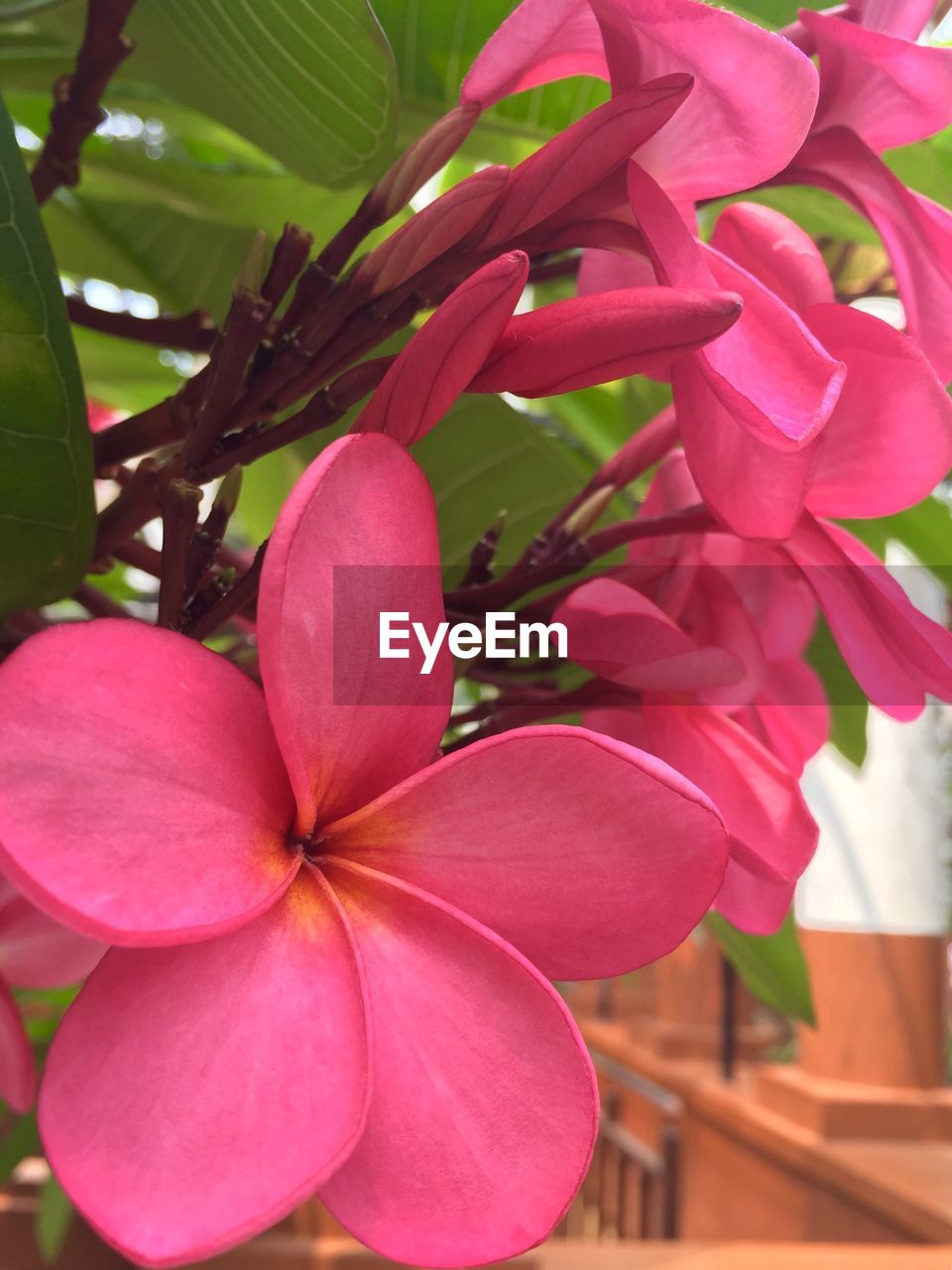 Close-up of pink flowers