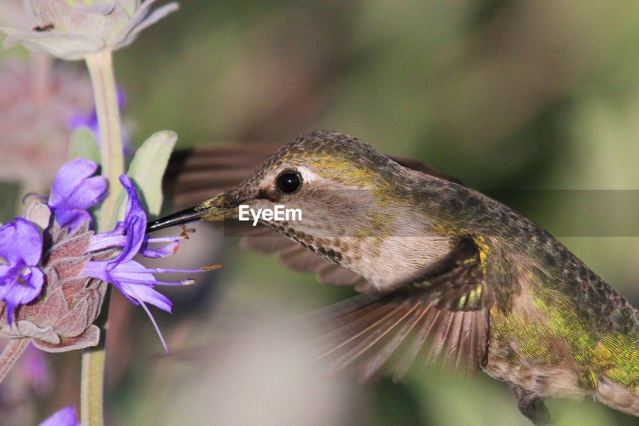 Close-up of hummingbird gathering nectar from a purple flower