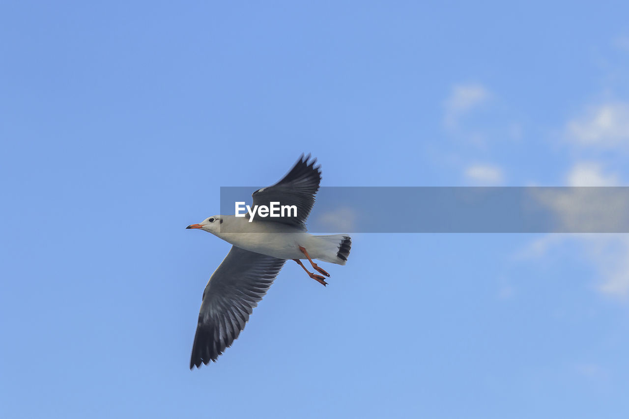 LOW ANGLE VIEW OF SEAGULL FLYING AGAINST SKY