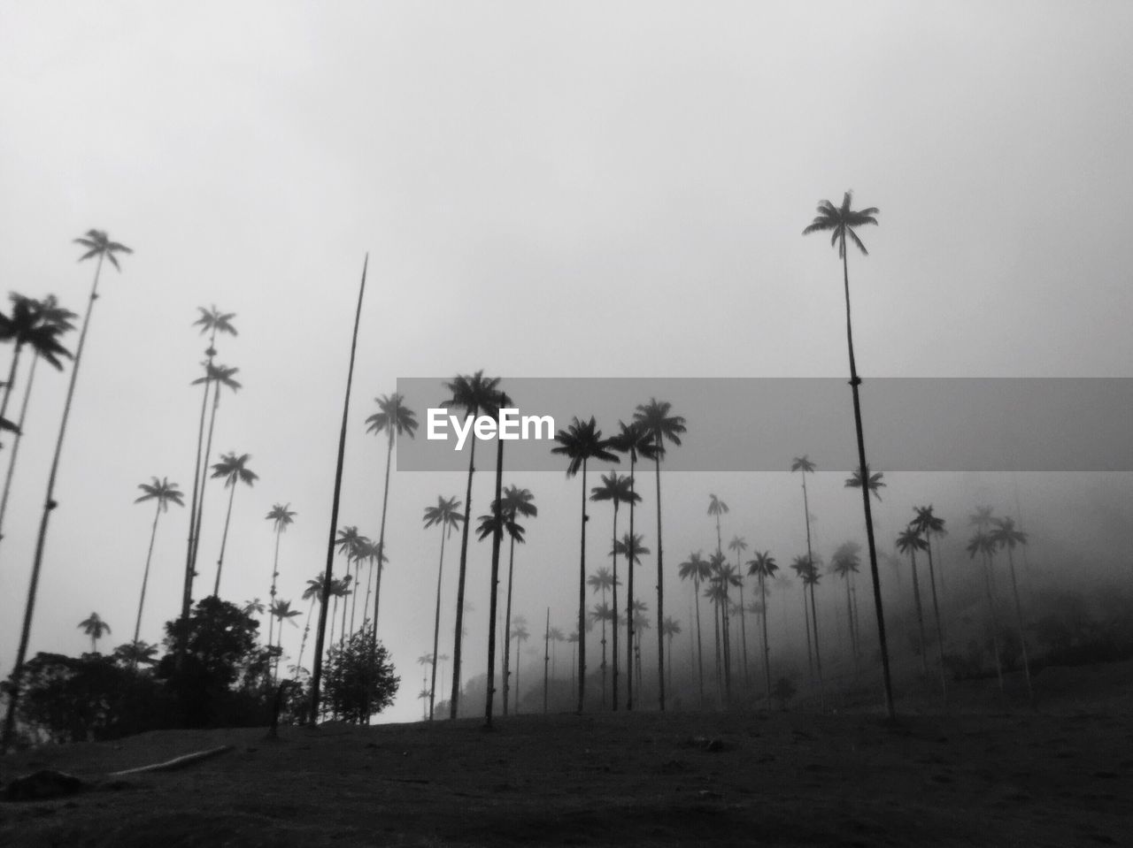 Palm trees on landscape against sky