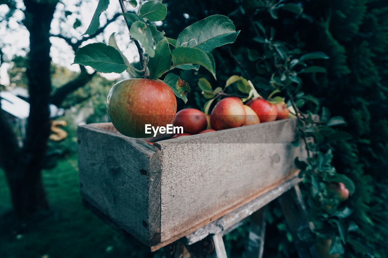 Apples in wooden container against trees in orchard