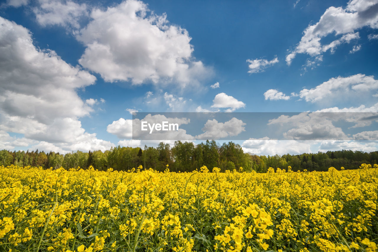 Scenic view of oilseed rape field against sky