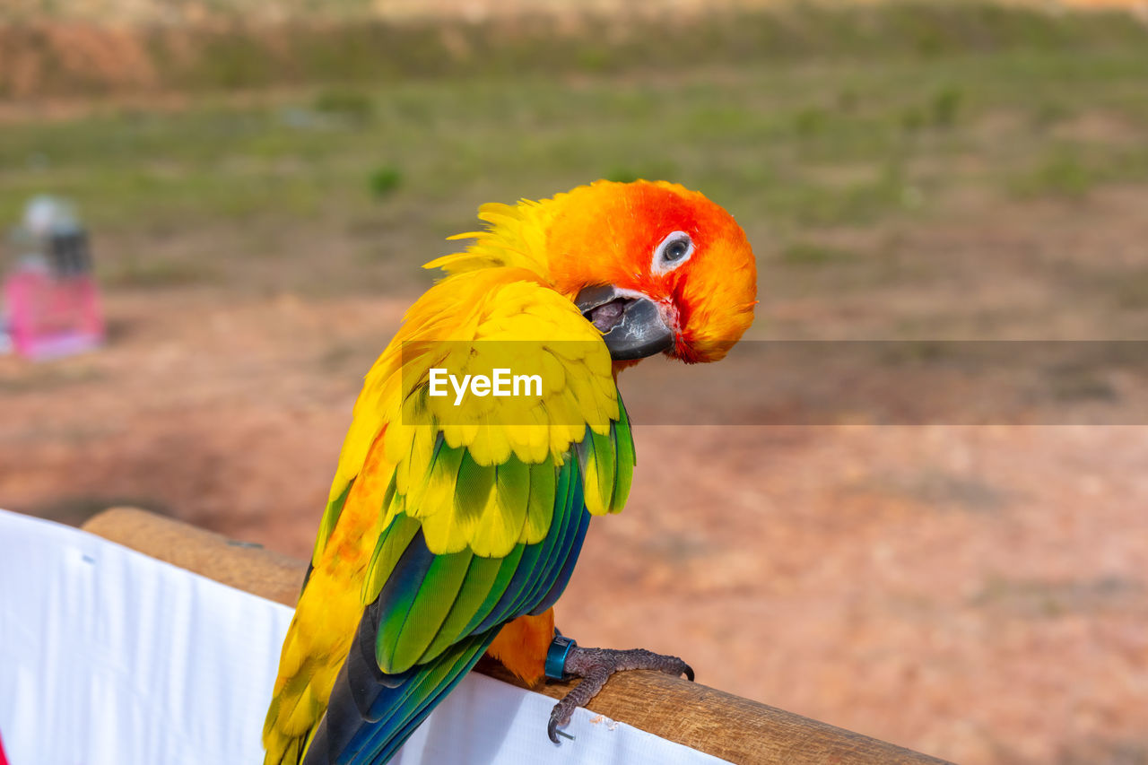 CLOSE-UP OF PARROT PERCHING ON A YELLOW BIRD