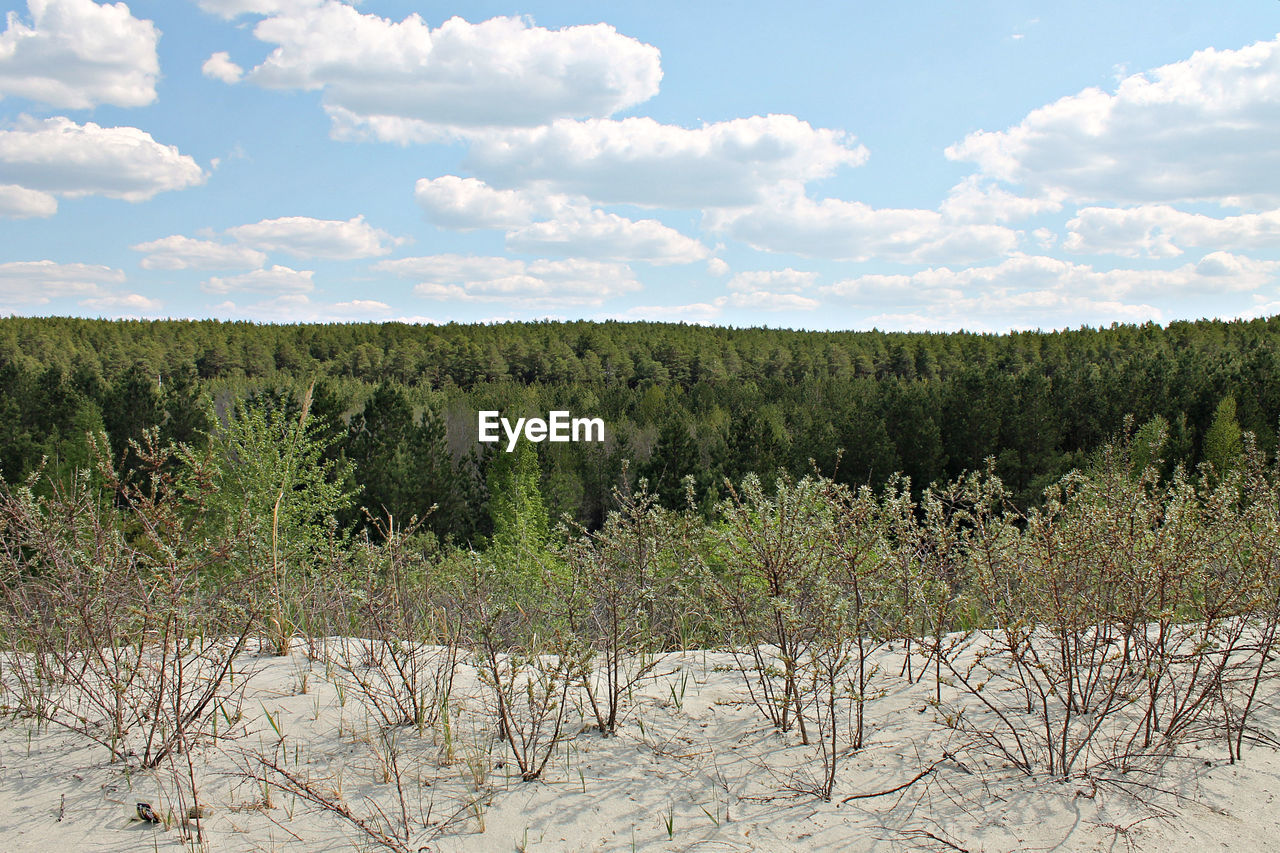 TREES ON FIELD AGAINST CLOUDY SKY