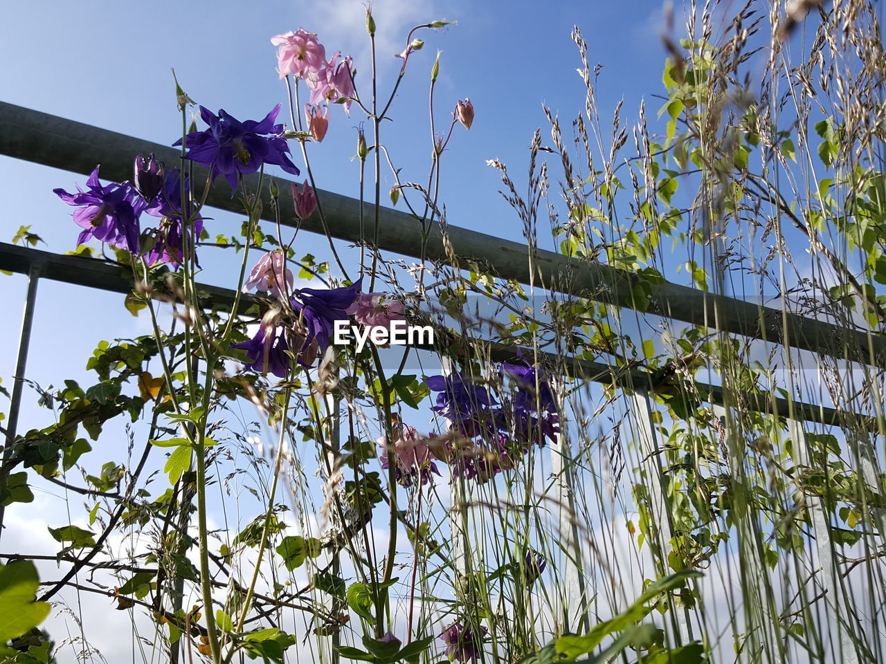 LOW ANGLE VIEW OF PURPLE FLOWERING PLANTS