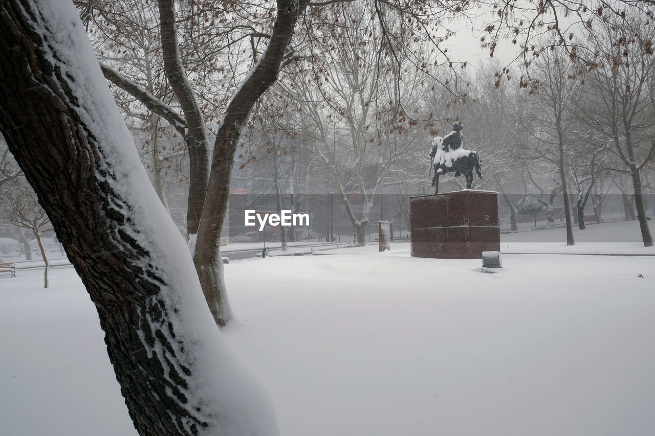 TREES ON SNOW COVERED LANDSCAPE