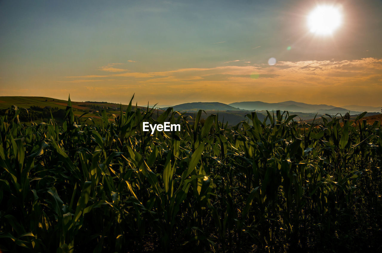 Plants growing on field against sky during sunset