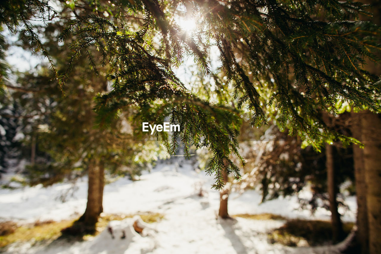 LOW ANGLE VIEW OF SNOW COVERED TREES